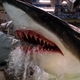 Image for article titled Cap off Shark Week with a mathematical model of Stellan Skarsgård's Deep Blue Sea death scene